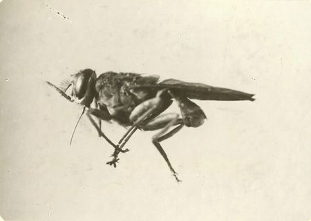 DAFANCAOM01_30FI059N032_P