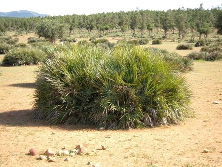 Chamaerops-humilis-1