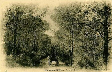 Algérie la forêt
