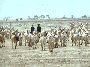 cows_for_ibar