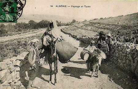 transport par ânes